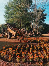 Plants growing on field during autumn