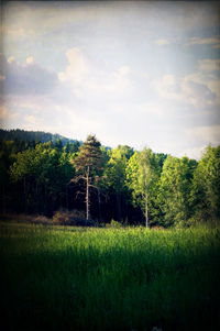 Scenic view of grassy field against sky