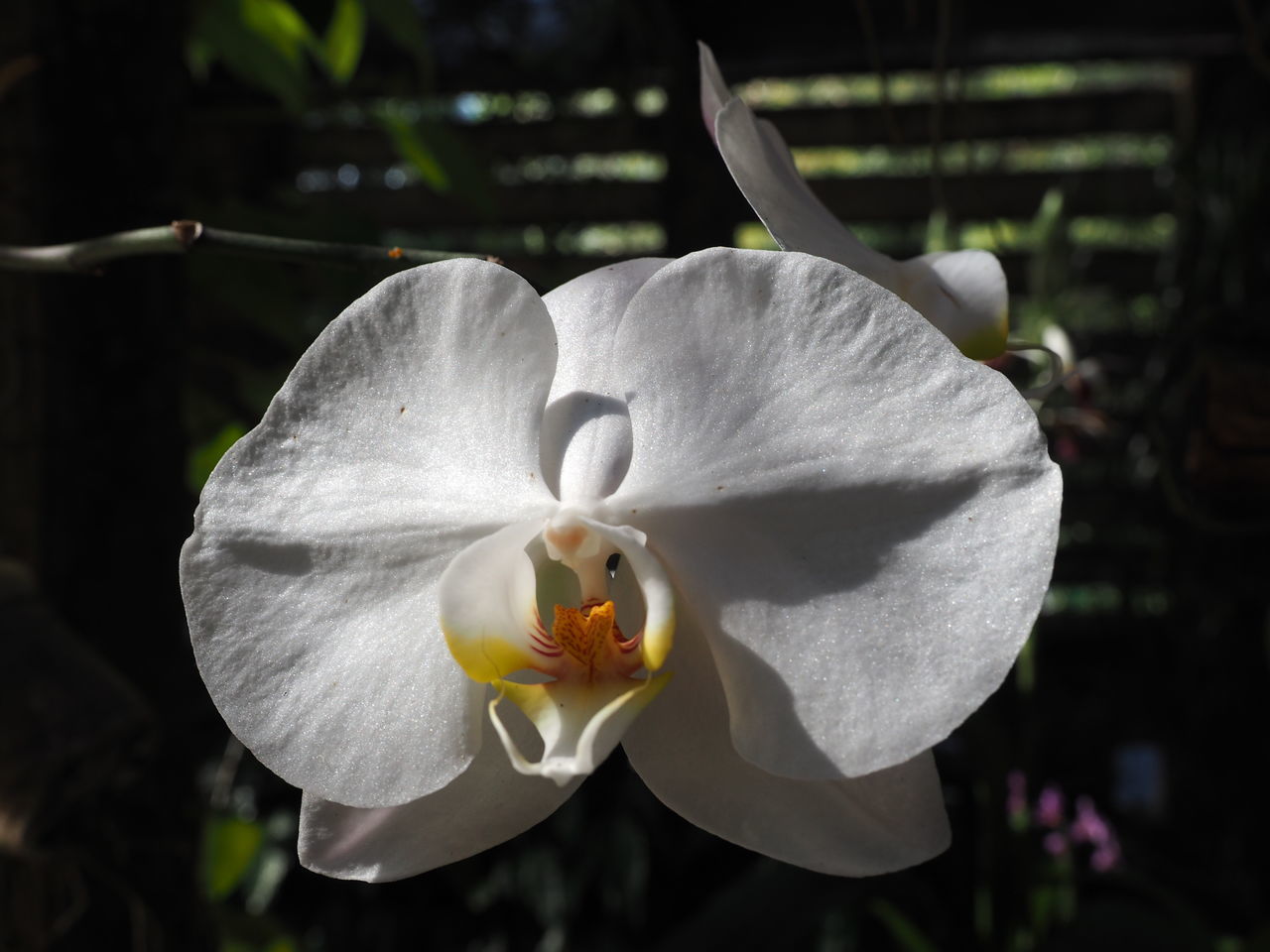 CLOSE-UP OF WHITE ROSE