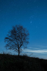Bare tree on field against sky at night