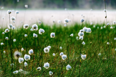 Gentle, white bog flowers, green background, sunny summer morning, fog in the background