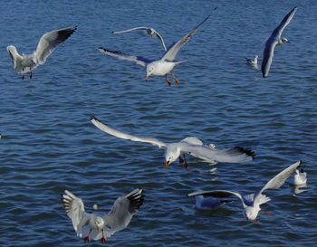 Seagull flying over water