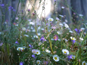 Close-up of purple flowers