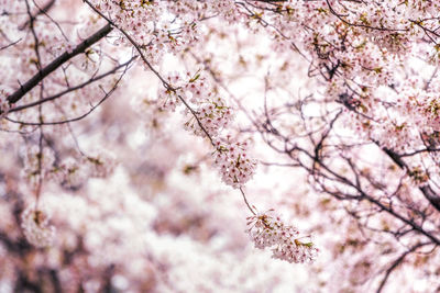 Cherry blossoms close up in seoul south korea. 