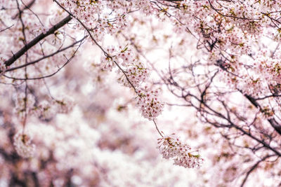 Low angle view of cherry blossom