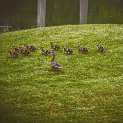 Trees on grassy field