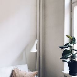 Potted plant in window sill at home