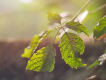 Close-up of leaves against blurred background