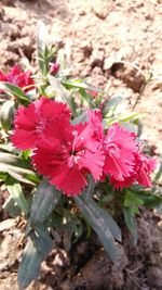 Close-up of red flowers