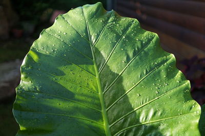 Close-up of wet plant leaves