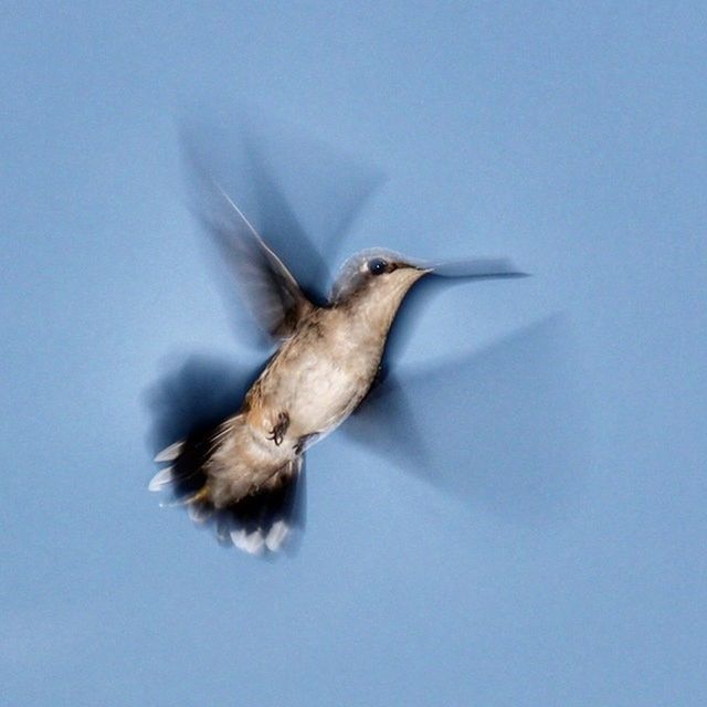 one animal, animal themes, animals in the wild, wildlife, bird, copy space, flying, close-up, spread wings, blue, nature, full length, side view, studio shot, zoology, no people, day, low angle view, clear sky, beauty in nature