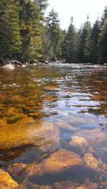 River flowing through forest