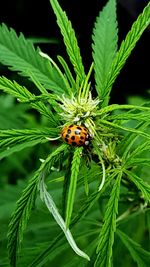 Close-up of ladybug on plant