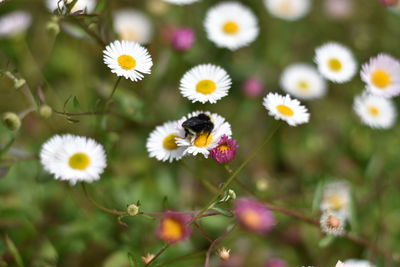 Close-up of insect pollinating on daisy