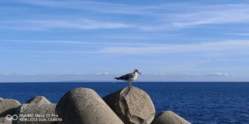 Seagull perching on rock by sea against sky