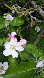 Close-up of bee on pink flower