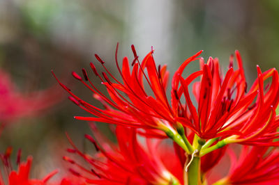 Close-up of red flowering plant