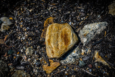 High angle view of tree stump on rock