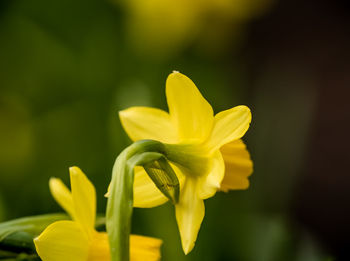 Close-up of yellow flower