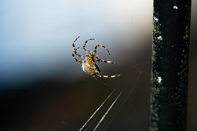 Close-up of spider on web