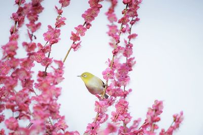 Low angle view of cherry blossoms in spring