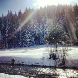 Snow covered trees