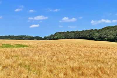 Scenic view of agricultural field against sky