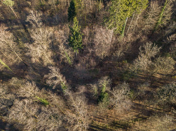 High angle view of pine trees in forest