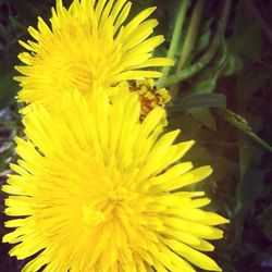 Close-up of yellow flower