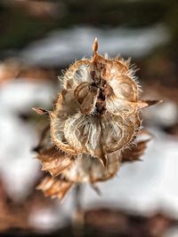 Close-up of dried plant