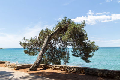 Tree by sea against sky