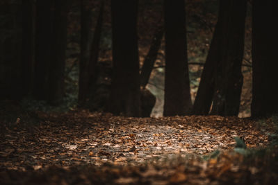 Sunlight falling on trees in forest during autumn