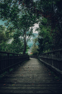 Footbridge amidst trees in forest