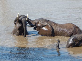 View of elephant drinking water in lake