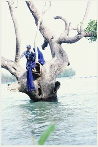 Horse on branch against sea