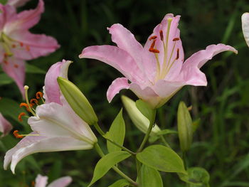 Close-up of pink flowering plant