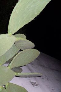 Close-up of leaves