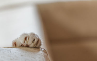 Close-up of a cat sleeping