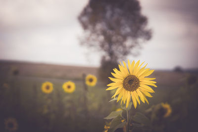 Close-up of sunflower blooming on field against sky