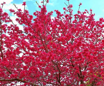 Low angle view of cherry blossoms in spring