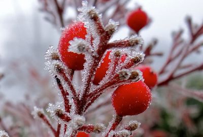 Close-up of plant against blurred background