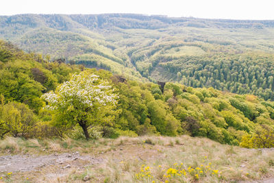 Scenic view of forest