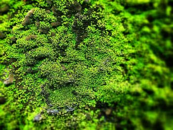 High angle view of moss growing on tree