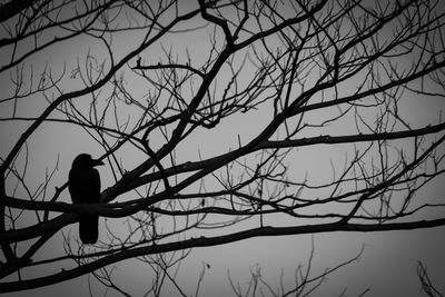Silhouette of bird perching on bare tree