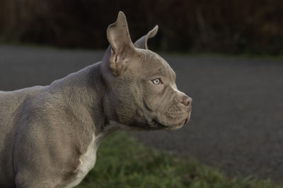 Close-up of a dog looking away