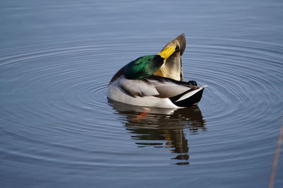 Duck swimming in a lake