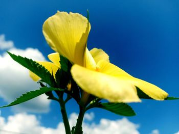 Close-up of yellow flower against blue sky