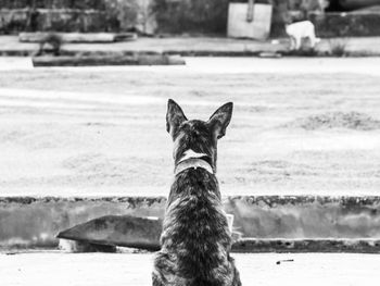 Close-up of horse on beach