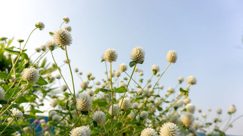 Branches white pearly everlasting flower blossom on green leaves bachelor's button, globe amaranth