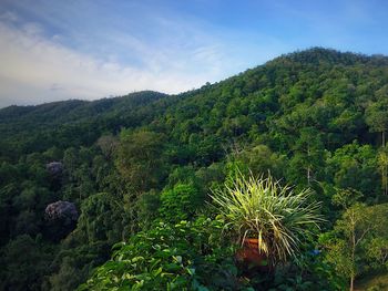Plants growing on mountain against sky